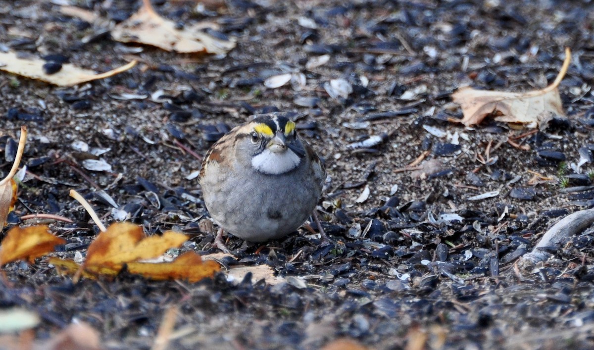 White-throated Sparrow - ML269849811