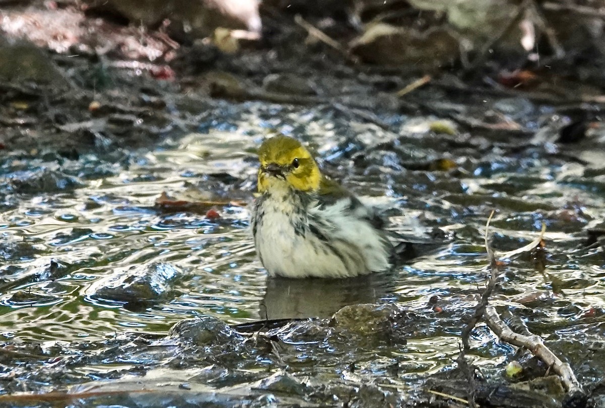 Black-throated Green Warbler - ML269850921