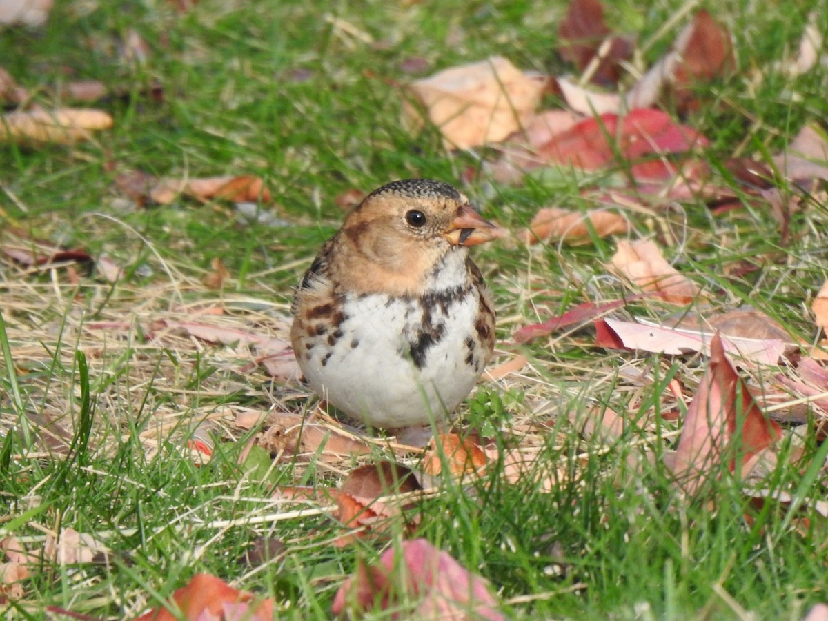 Harris's Sparrow - ML269850981