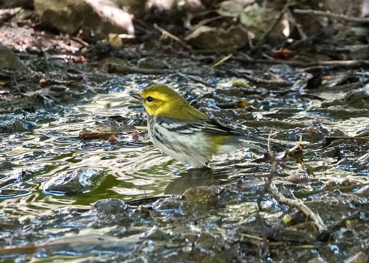 Black-throated Green Warbler - ML269851031