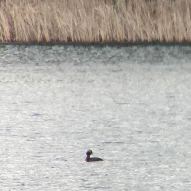 Horned Grebe - ML26985341