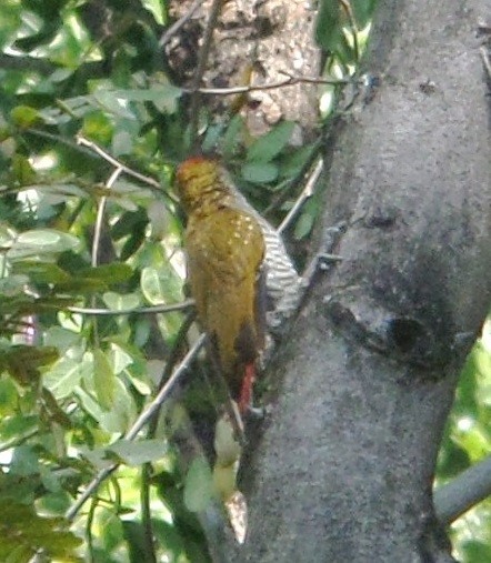 Red-rumped Woodpecker - ML269856051