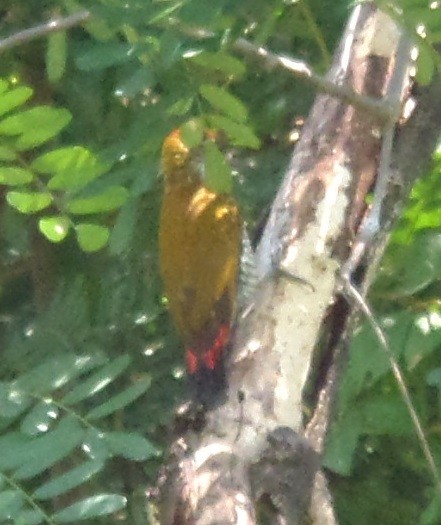 Red-rumped Woodpecker - ML269856141