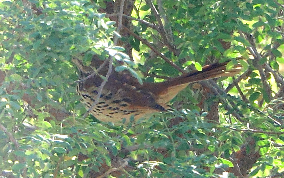 Brown Thrasher - Carolyn Ohl, cc