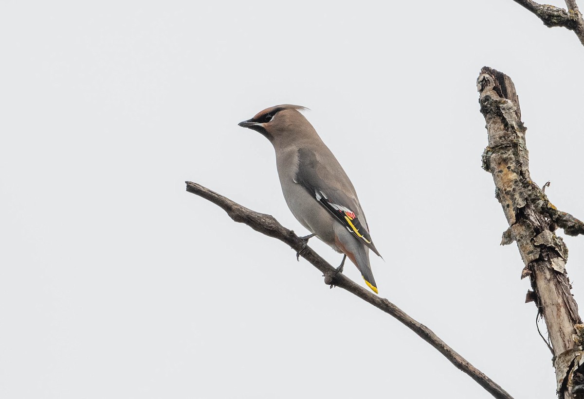 Bohemian Waxwing - ML269858691