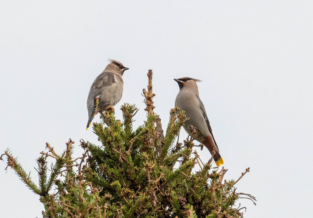 Bohemian Waxwing - ML269858701