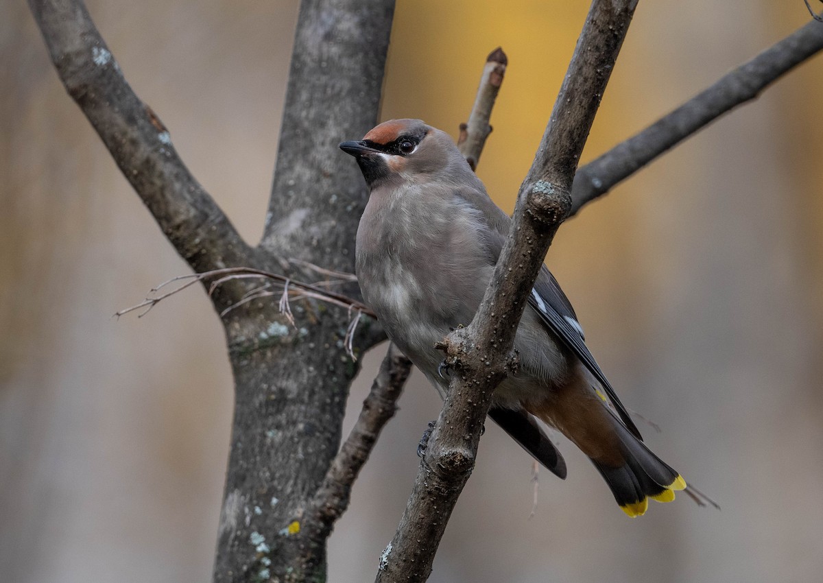 Bohemian Waxwing - ML269858761