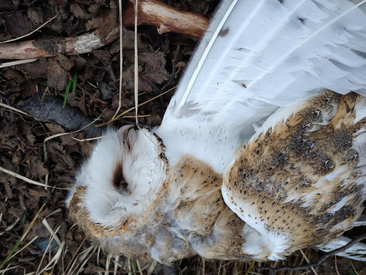 Barn Owl - ML269858951