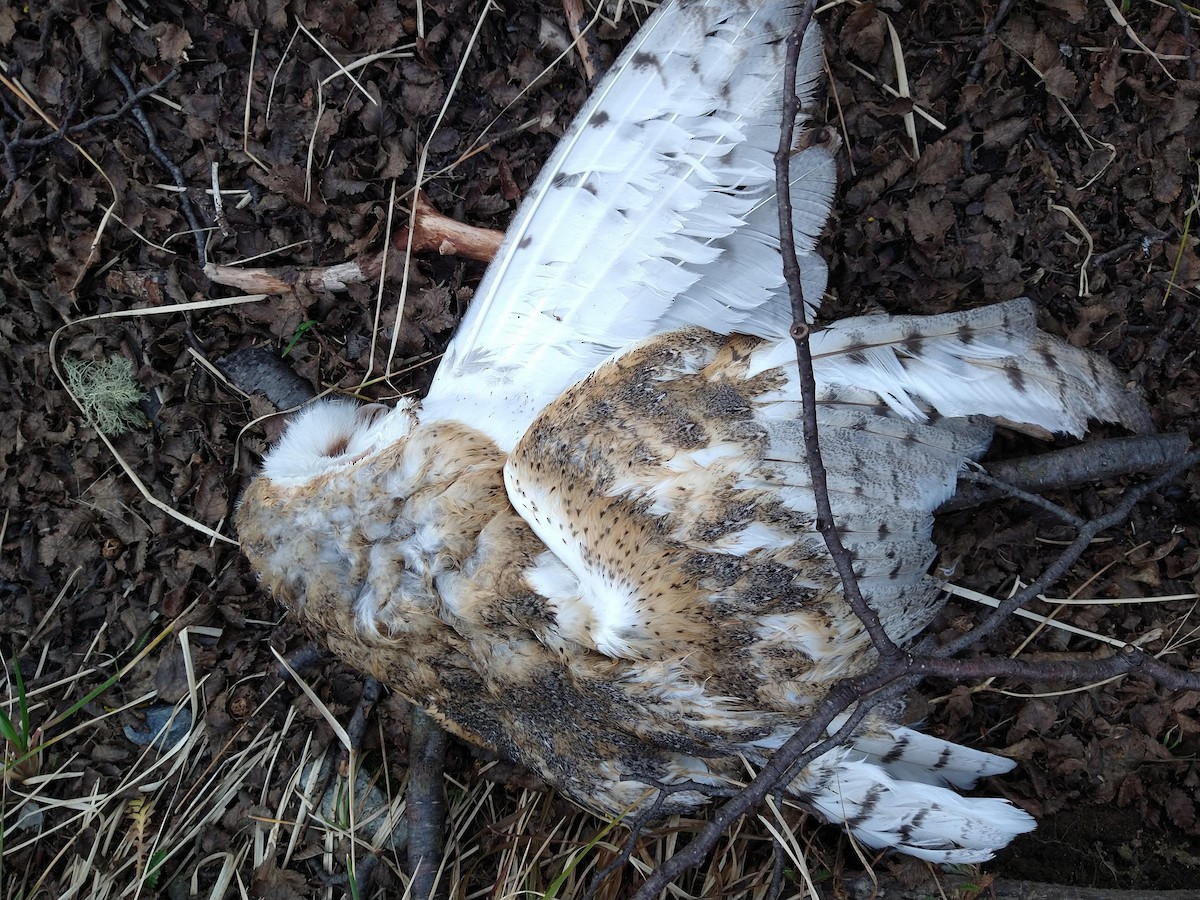 Barn Owl - Pablo Jusim