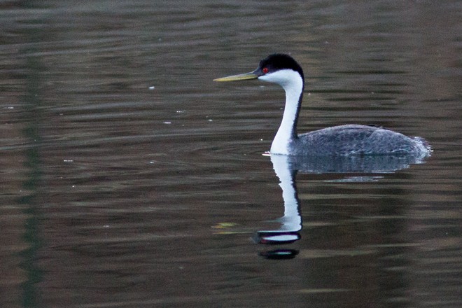 Western Grebe - ML26985921
