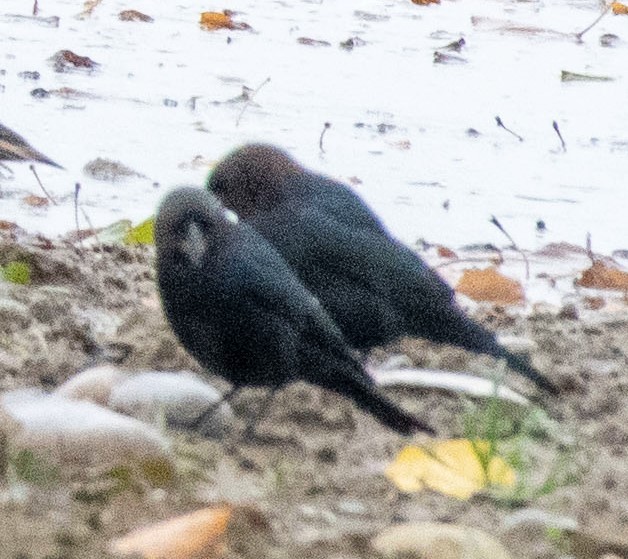 Brown-headed Cowbird - ML269859321