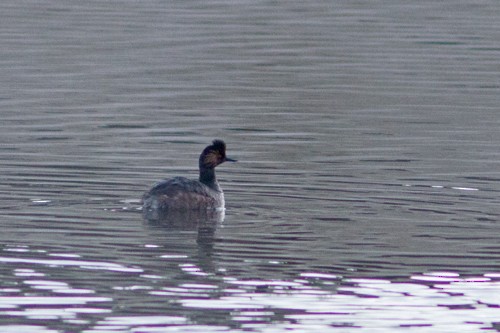 Eared Grebe - ML26986071