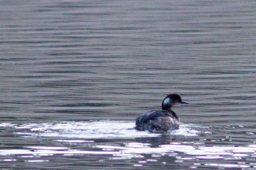 Eared Grebe - ML26986091