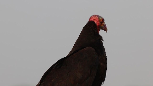 Lesser Yellow-headed Vulture - ML269863821