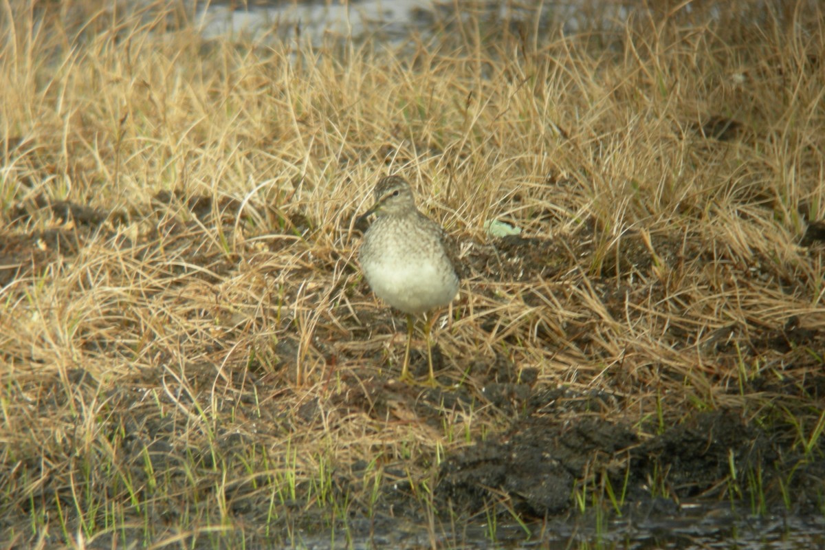 Wood Sandpiper - Cory Gregory