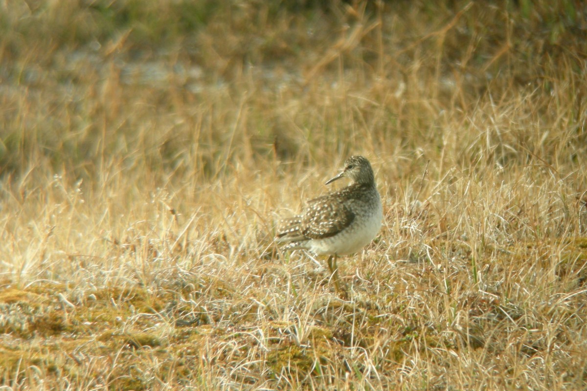 Wood Sandpiper - Cory Gregory