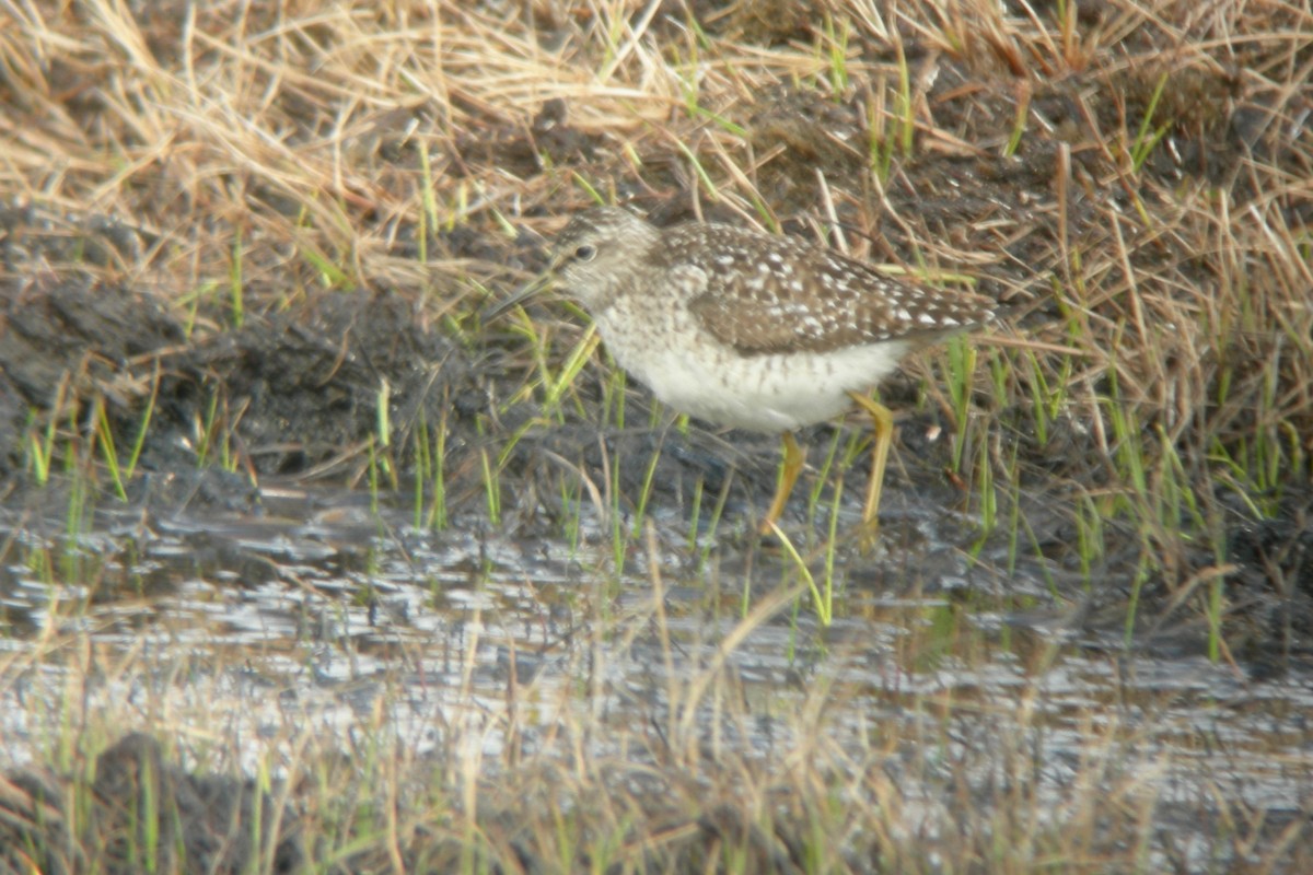 Wood Sandpiper - Cory Gregory