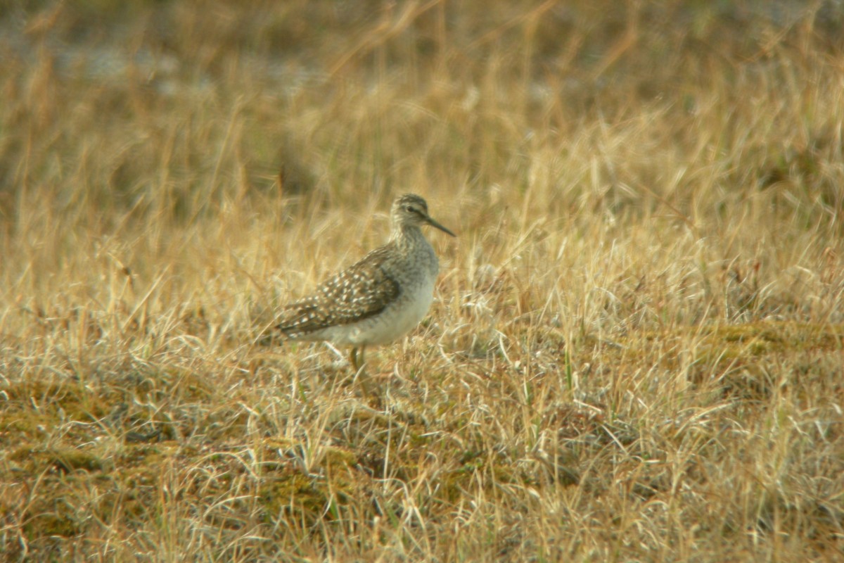 Wood Sandpiper - ML269864871