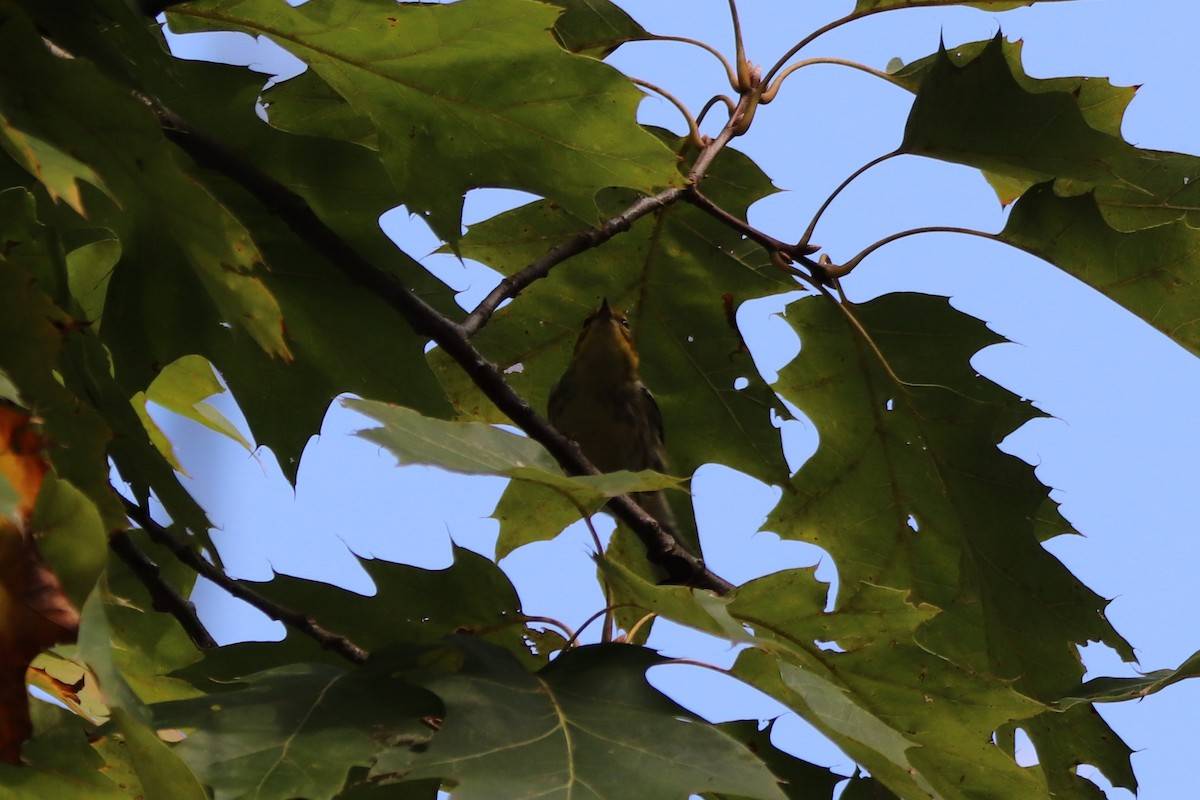 Black-throated Green Warbler - ML269865681