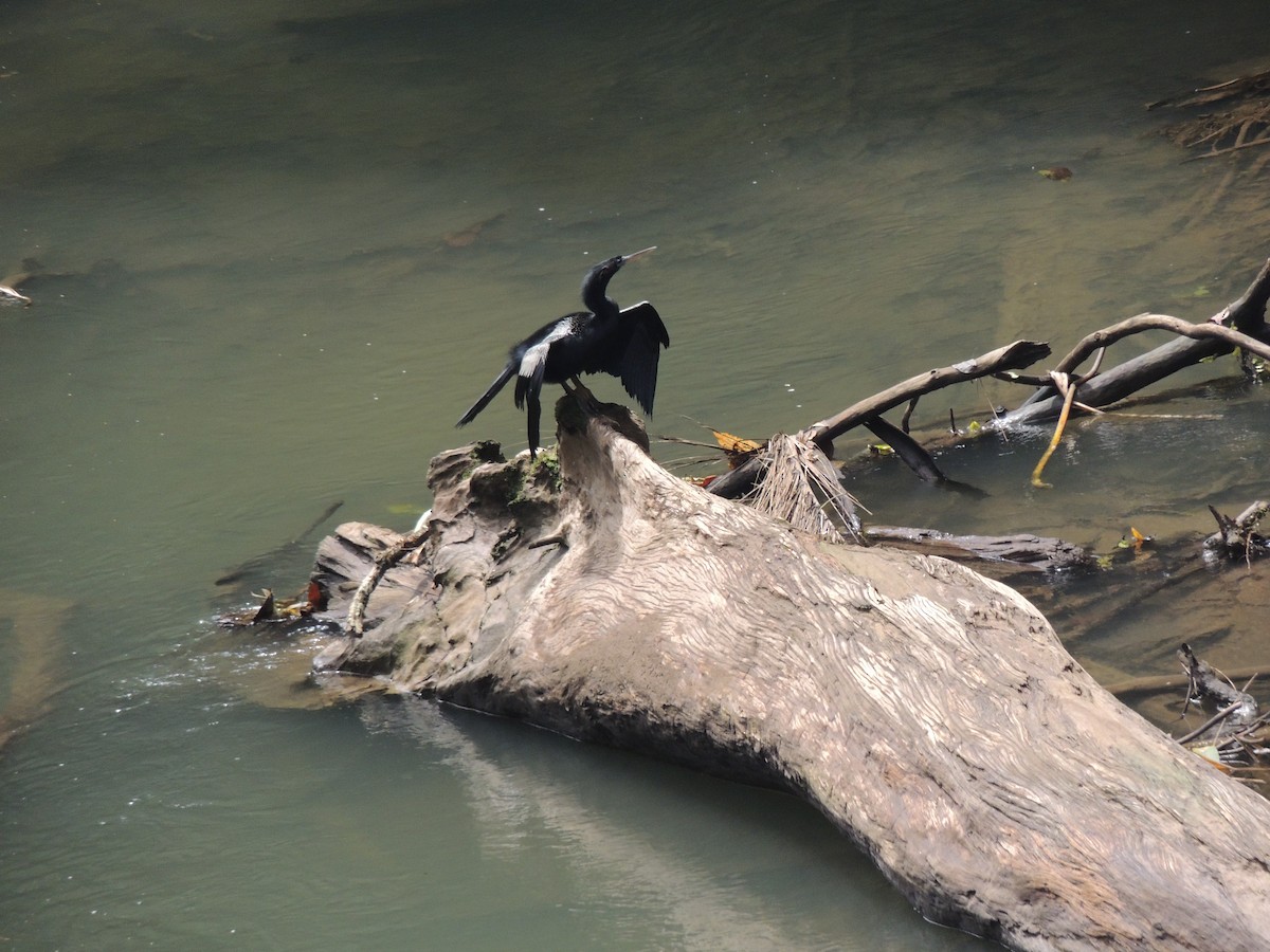 Anhinga d'Amérique - ML269869031