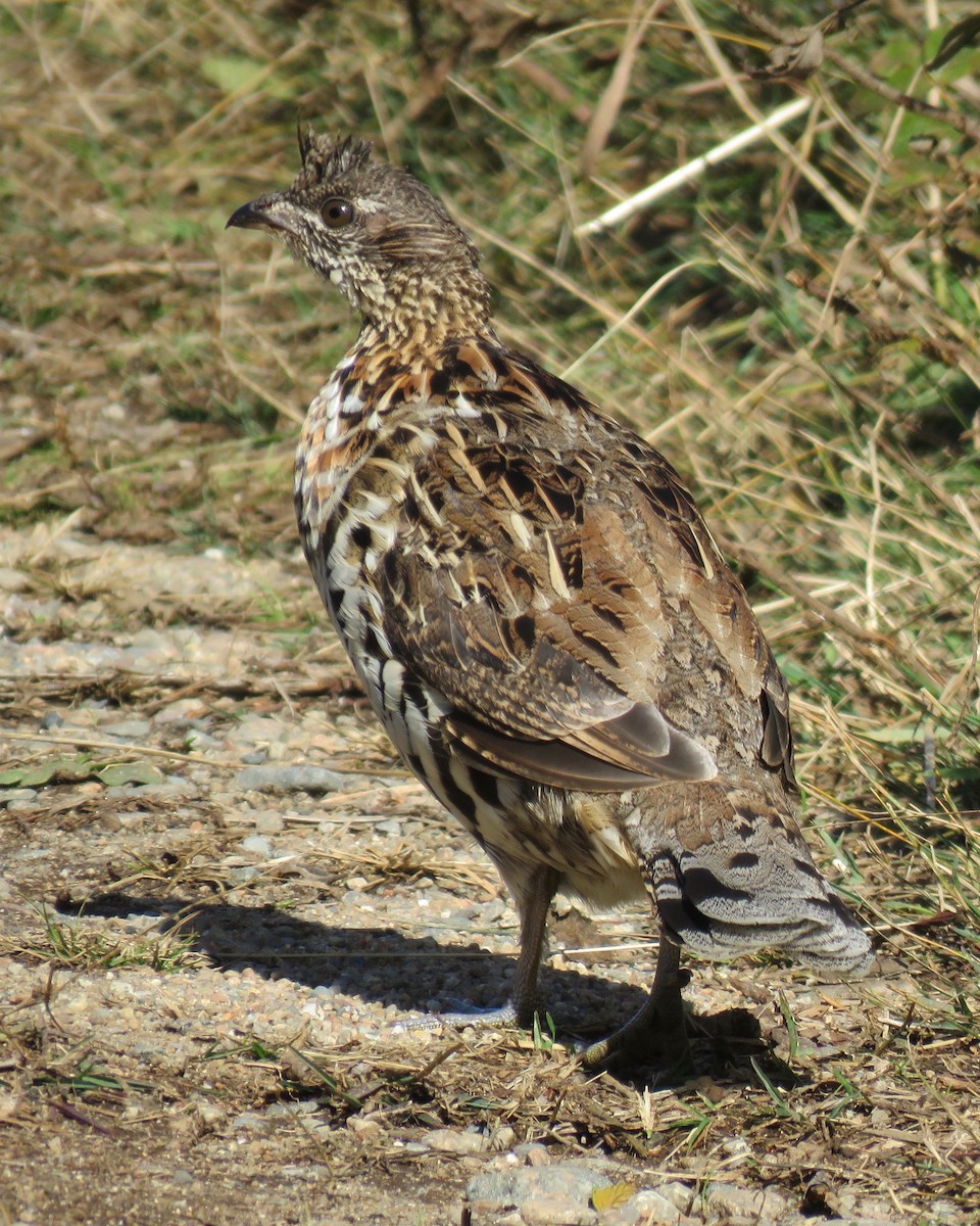 Ruffed Grouse - Keegan Burke