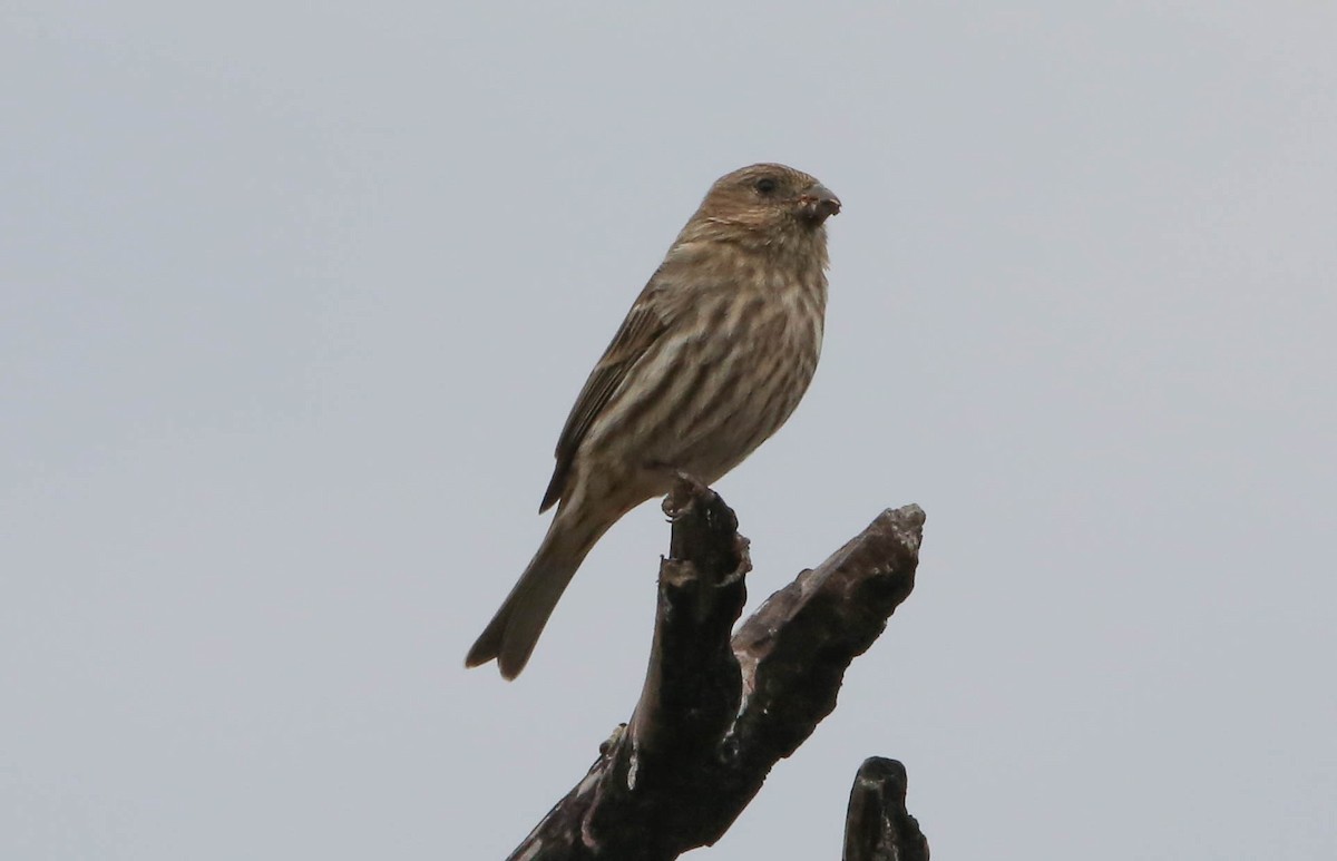 House Finch - Phil Kenny