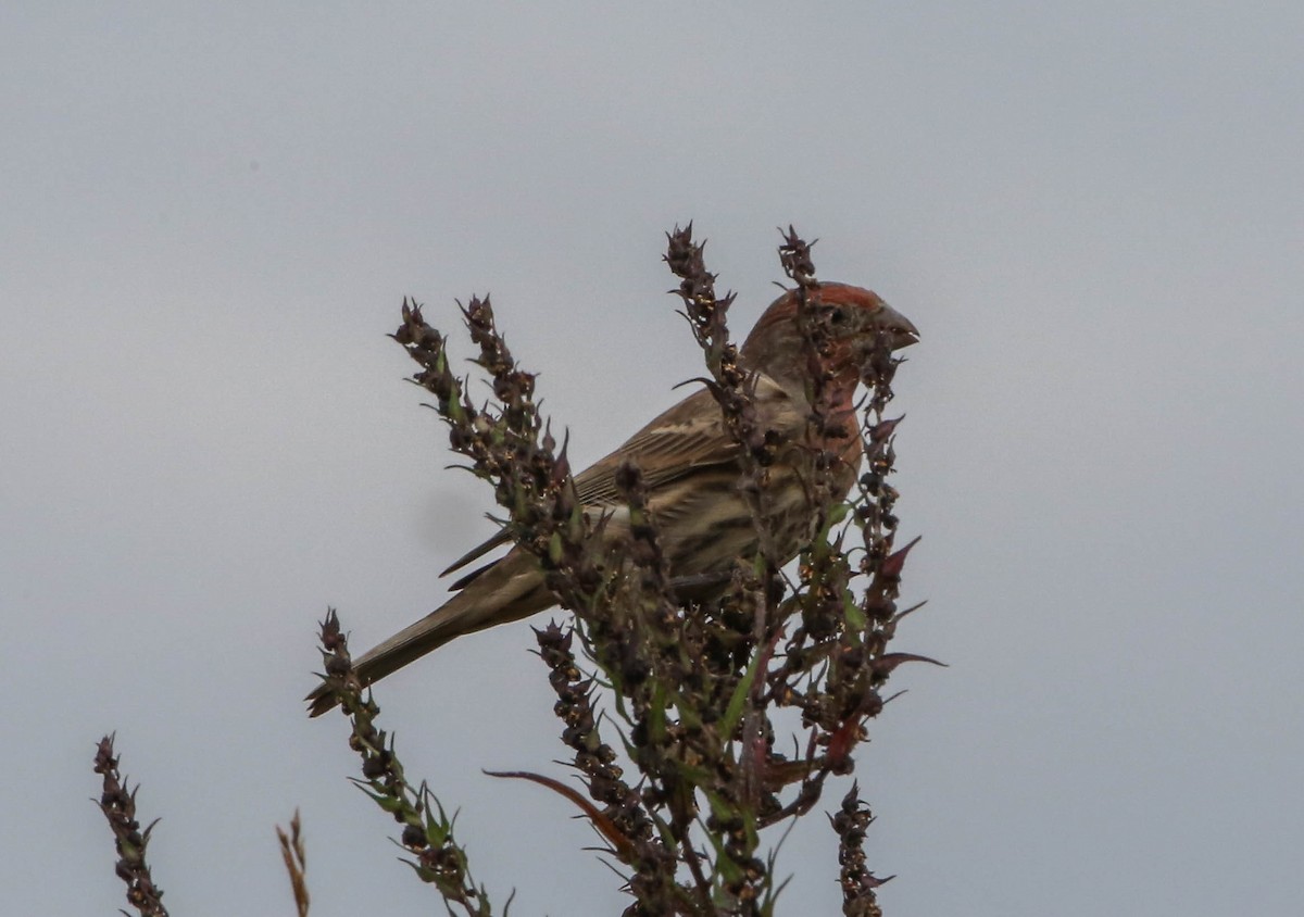 House Finch - ML269871551