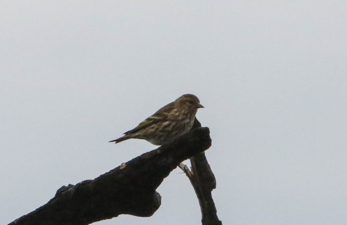 Pine Siskin - Phil Kenny