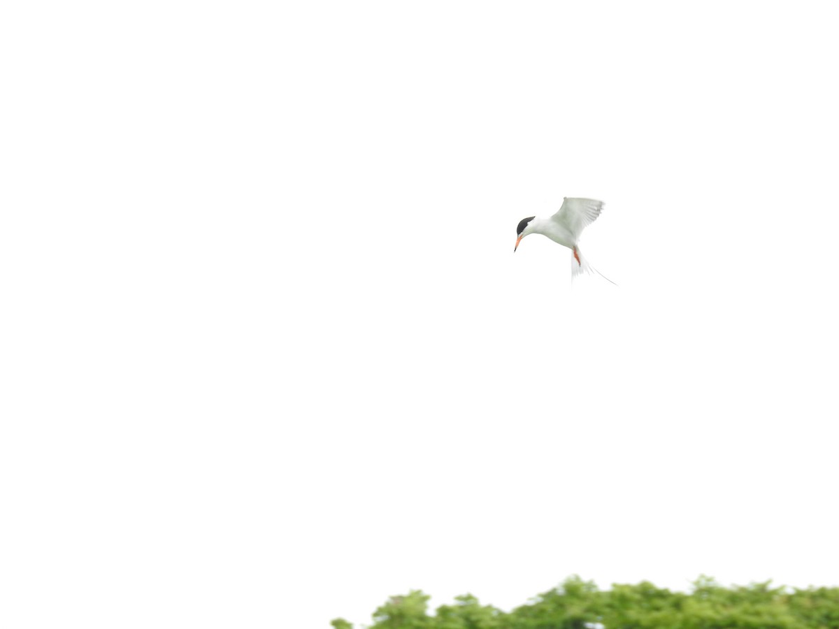 Forster's Tern - Sandra Blair