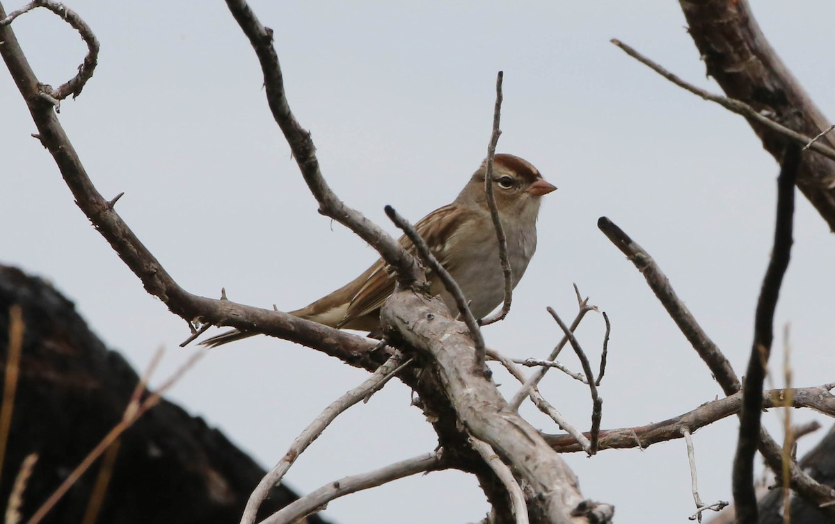 White-crowned Sparrow - Phil Kenny