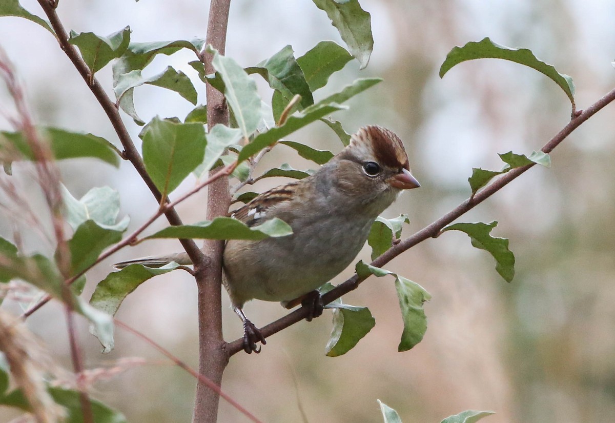 White-crowned Sparrow - ML269872441