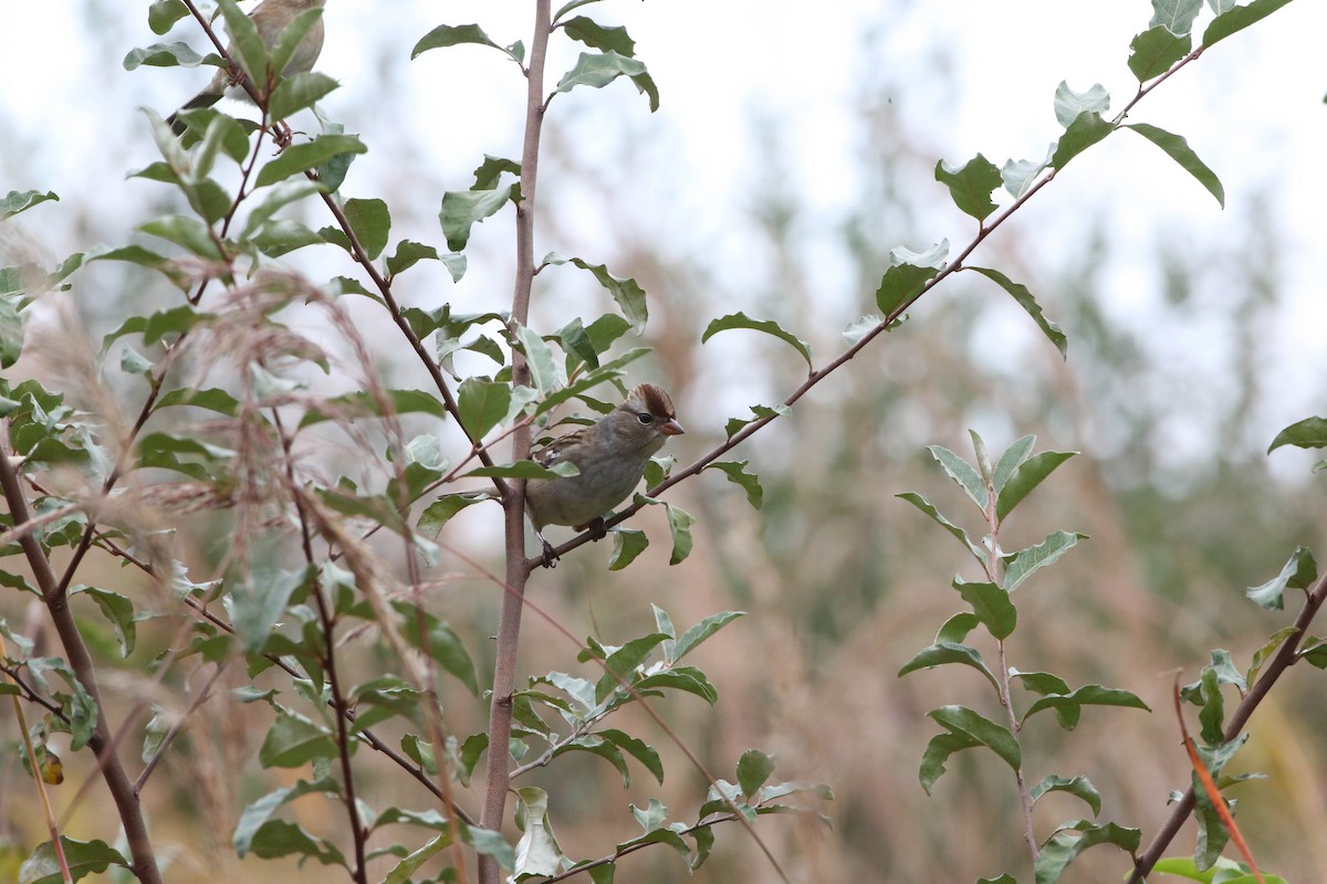 White-crowned Sparrow - Phil Kenny