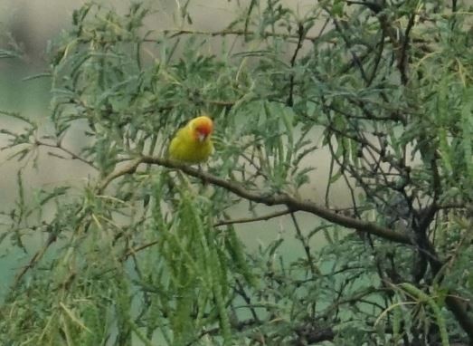 Western Tanager - ML269872881
