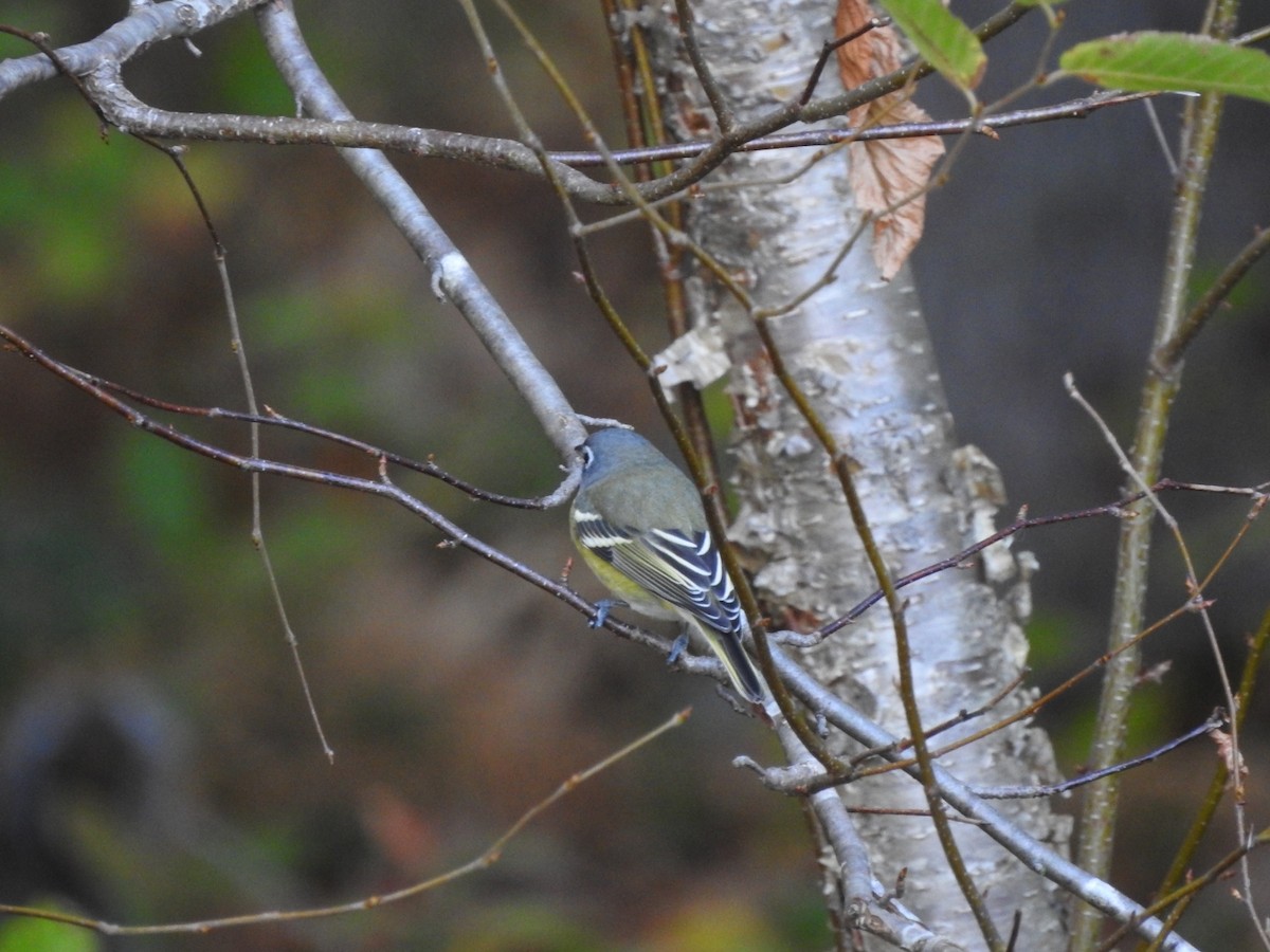 Blue-headed Vireo - Lucine Reinbold