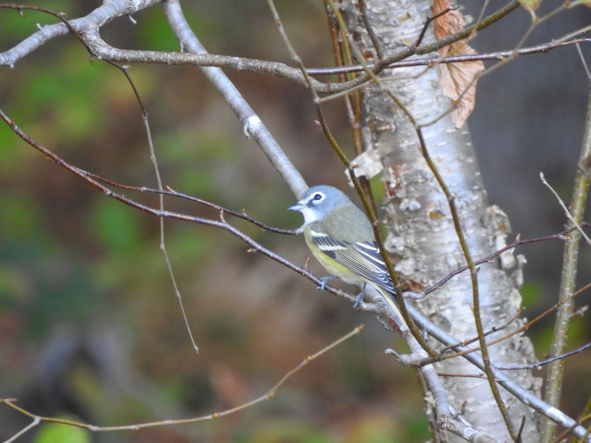 Blue-headed Vireo - Lucine Reinbold