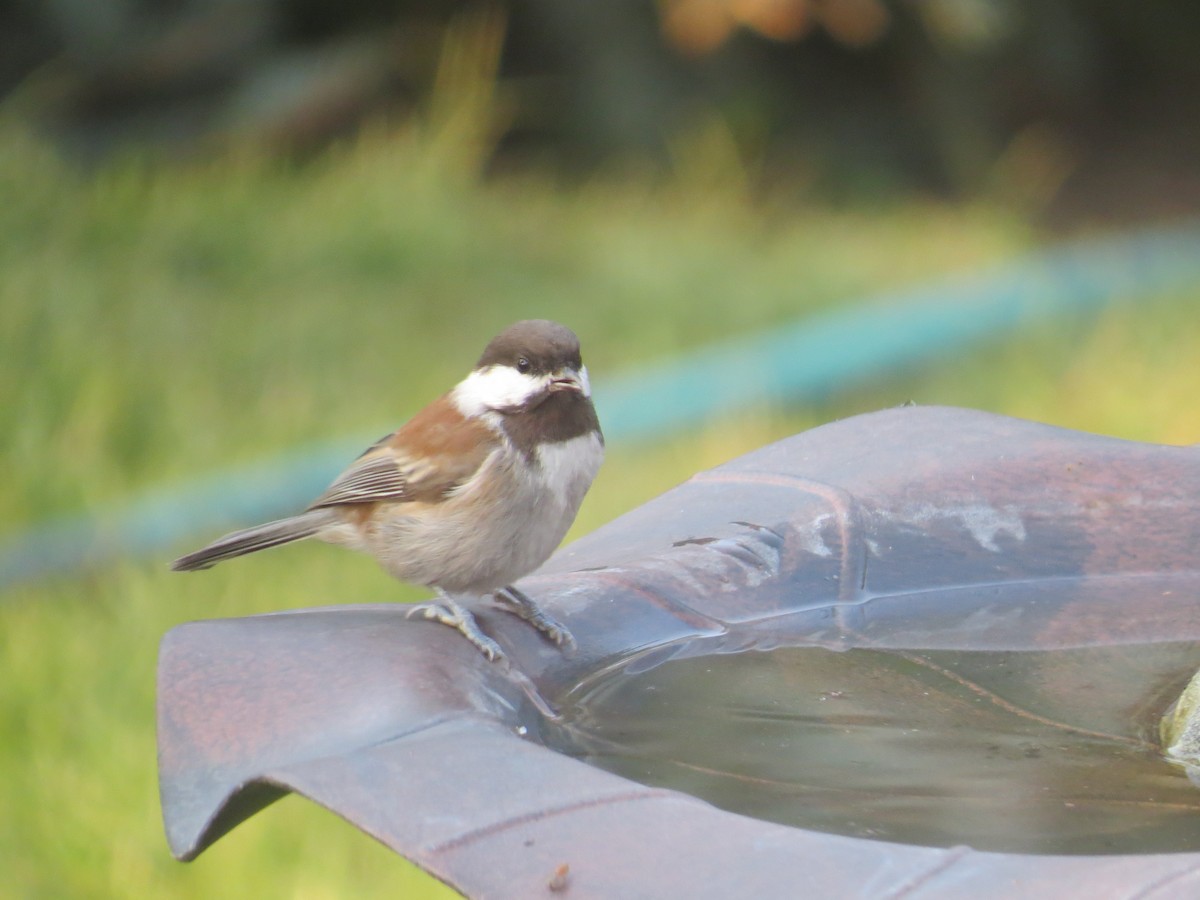 Chestnut-backed Chickadee - Gayle Dangers-Meusel