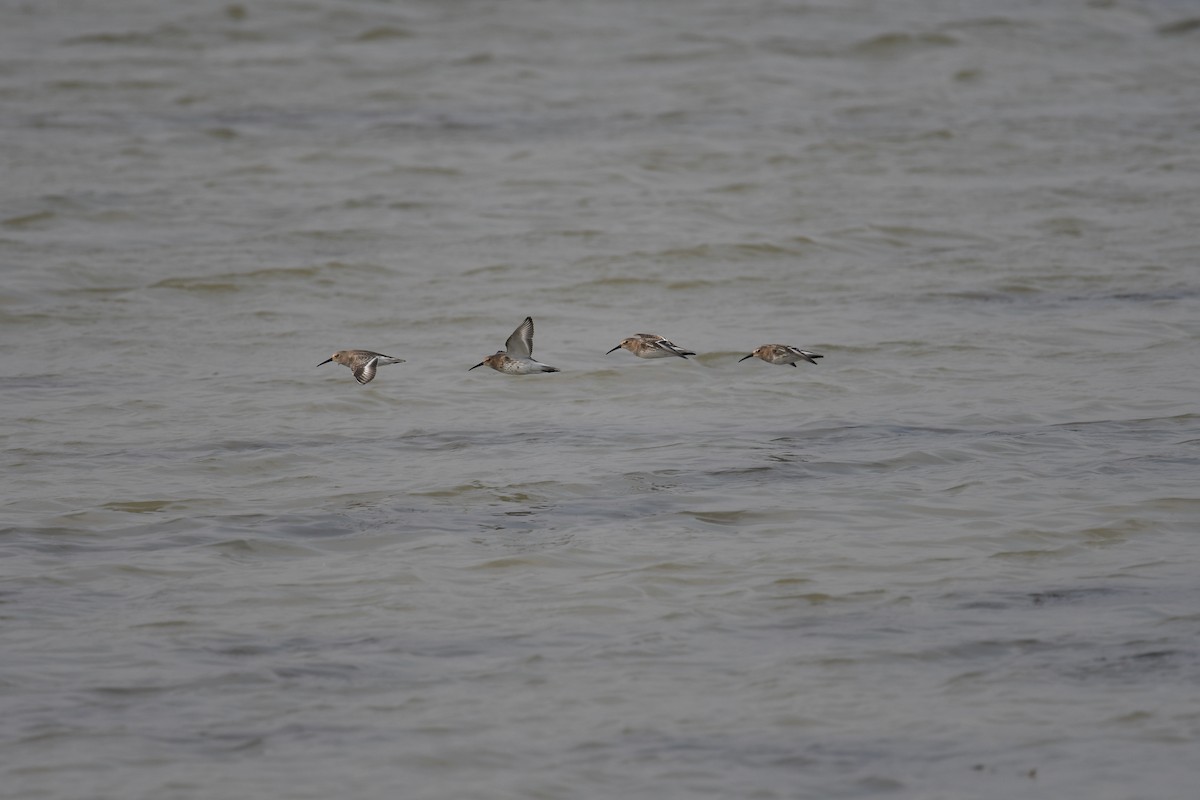 Dunlin - ML269876261