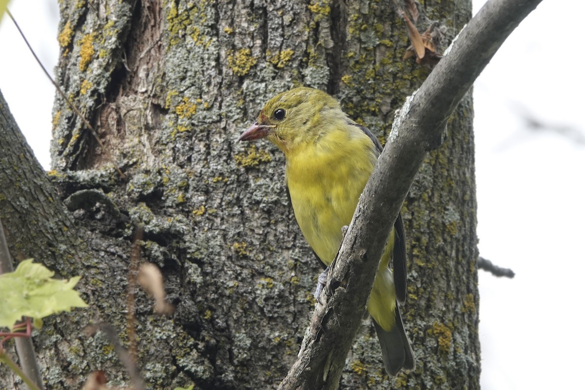 Scarlet Tanager - ML269878121