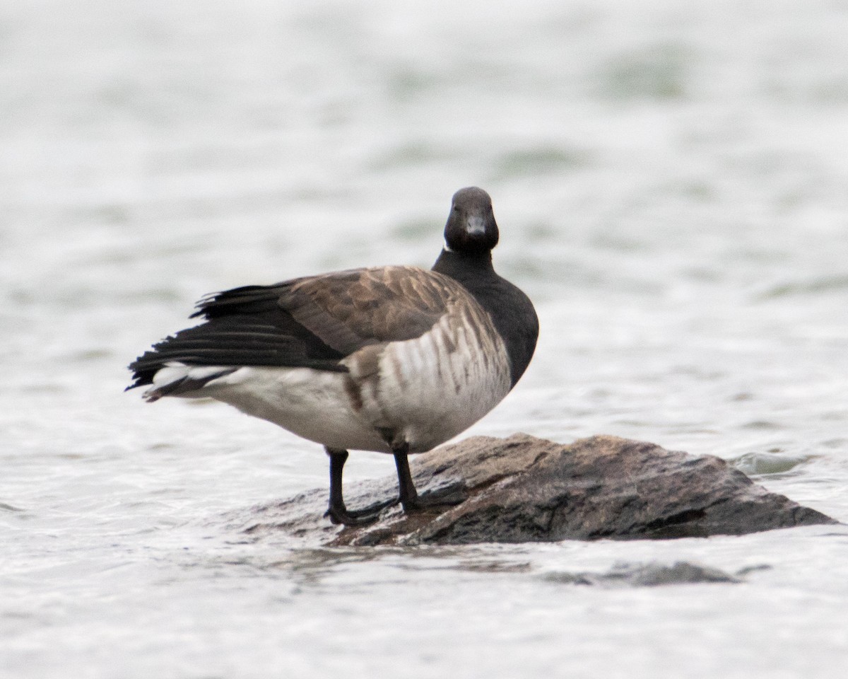 Brant - ML269878151