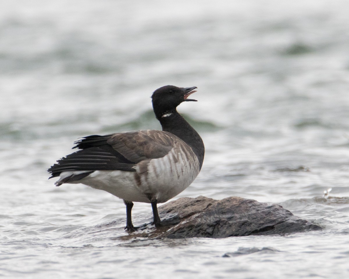 Brant - ML269878161