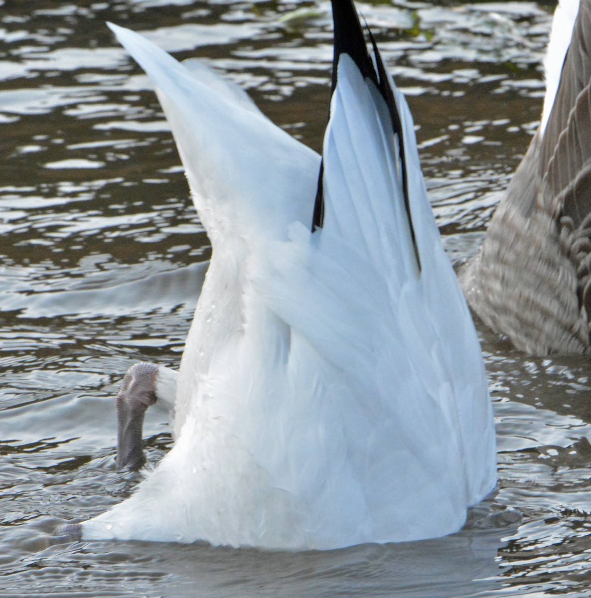 Snow Goose - ML269878881