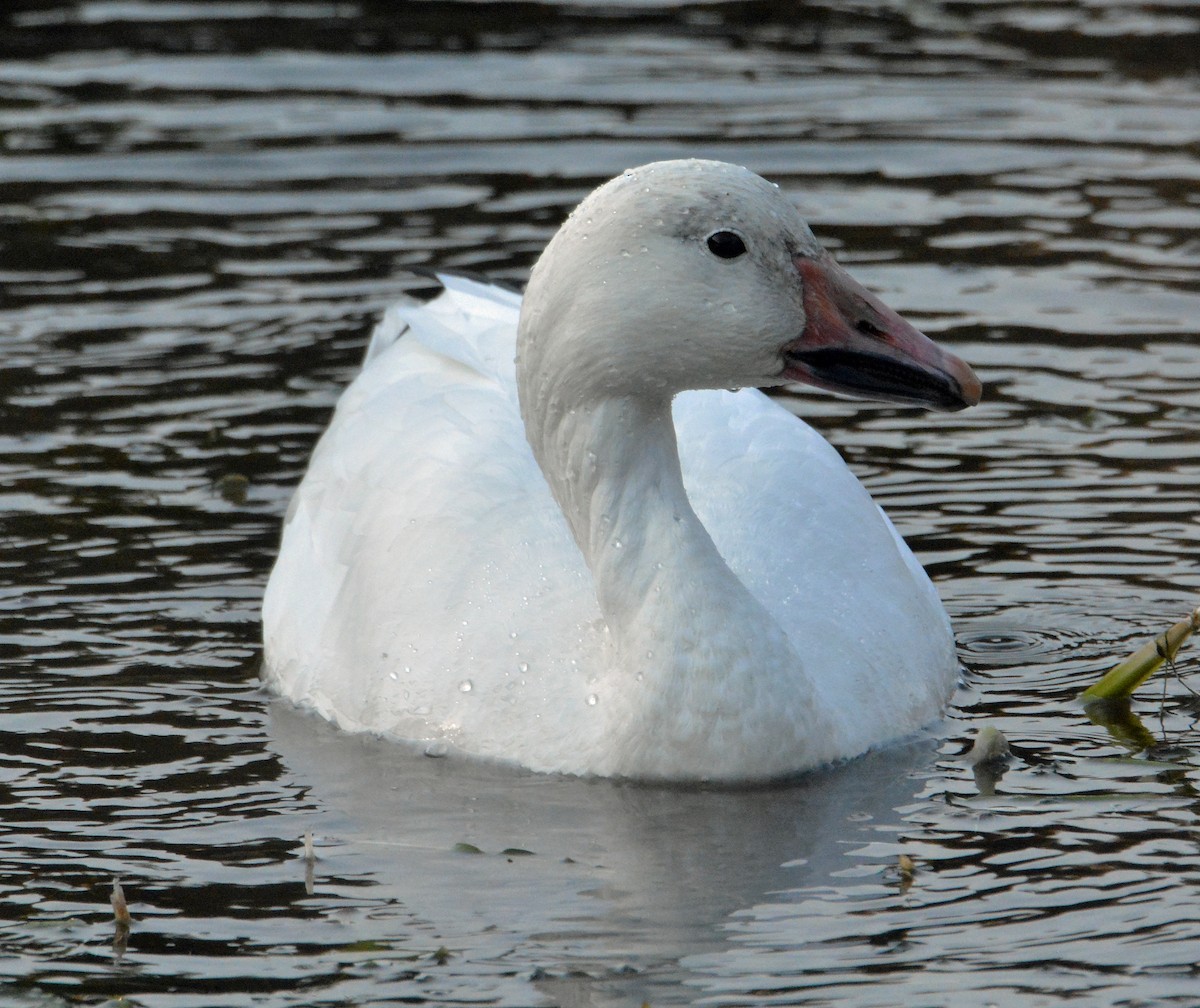 Snow Goose - Michael J Good