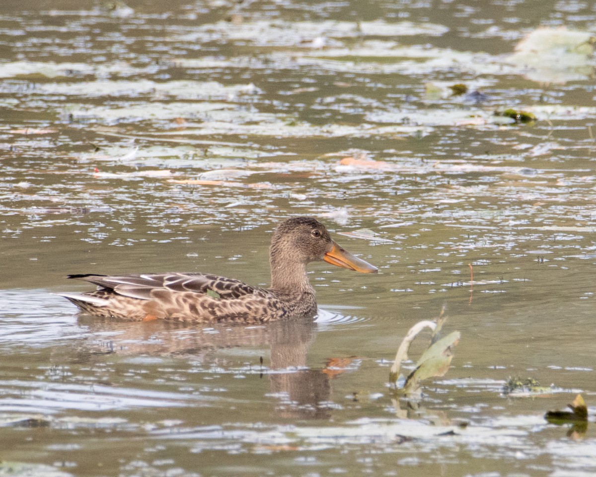 Northern Shoveler - ML269879321