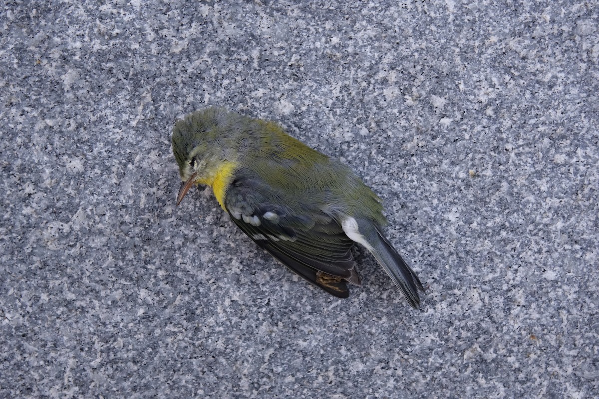 Northern Parula - R J O