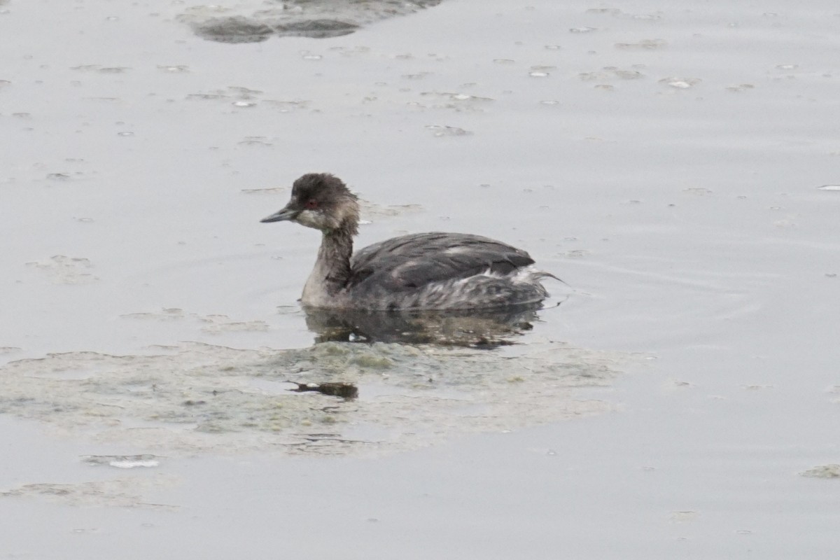 Eared Grebe - Tom Cassaro