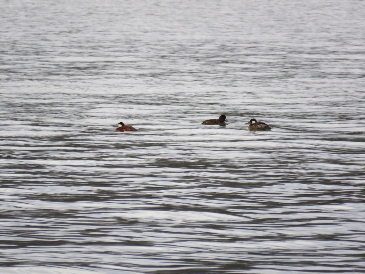 Ruddy Duck - ML26988411