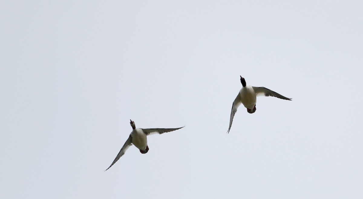 Common Merganser (North American) - ML26988481