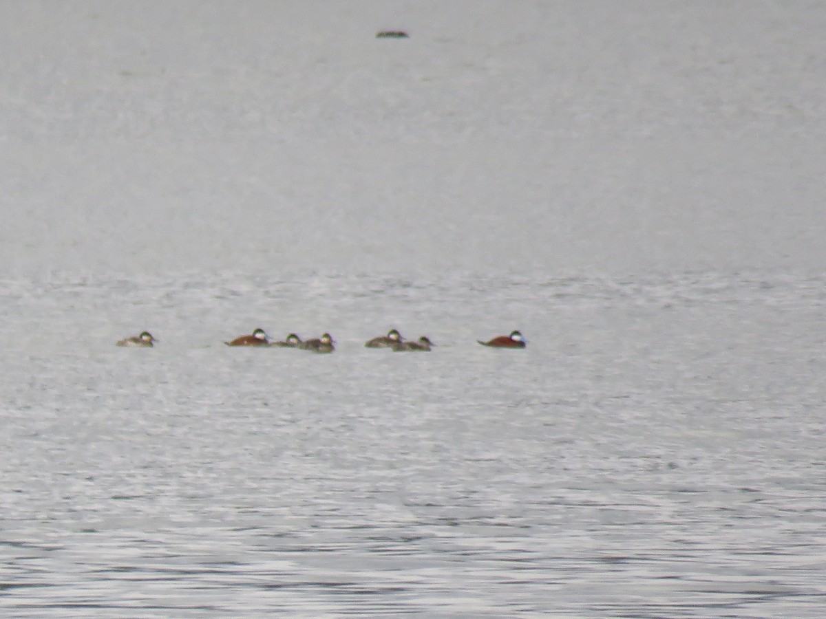 Ruddy Duck - ML26988501