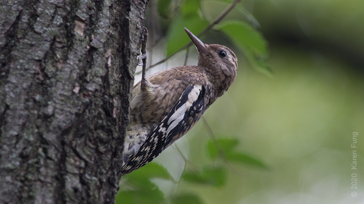 Yellow-bellied Sapsucker - ML269885021