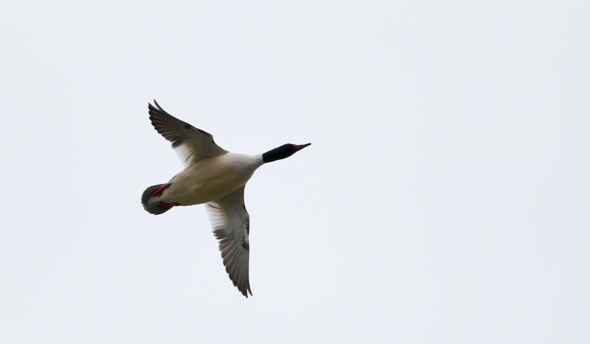 Common Merganser (North American) - ML26988521